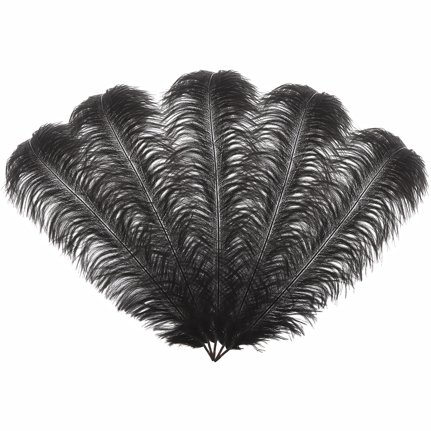 50cm-60cm Ostrich Feathers (Pack of 5)