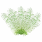 50cm-60cm Ostrich Feathers (Pack of 5)
