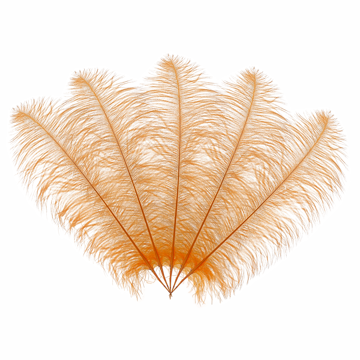 50cm-60cm Ostrich Feathers (Pack of 5)