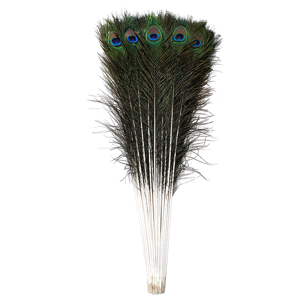 Peacock Feathers - Large