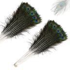 Peacock Feathers - Large