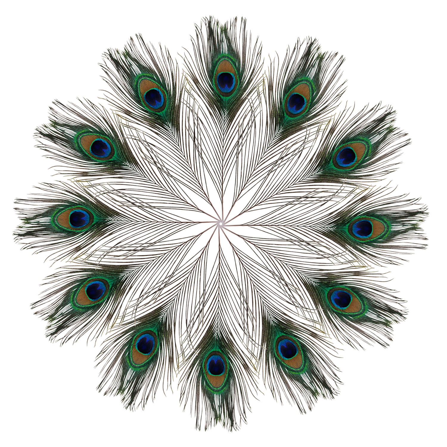 Peacock Feathers - Medium