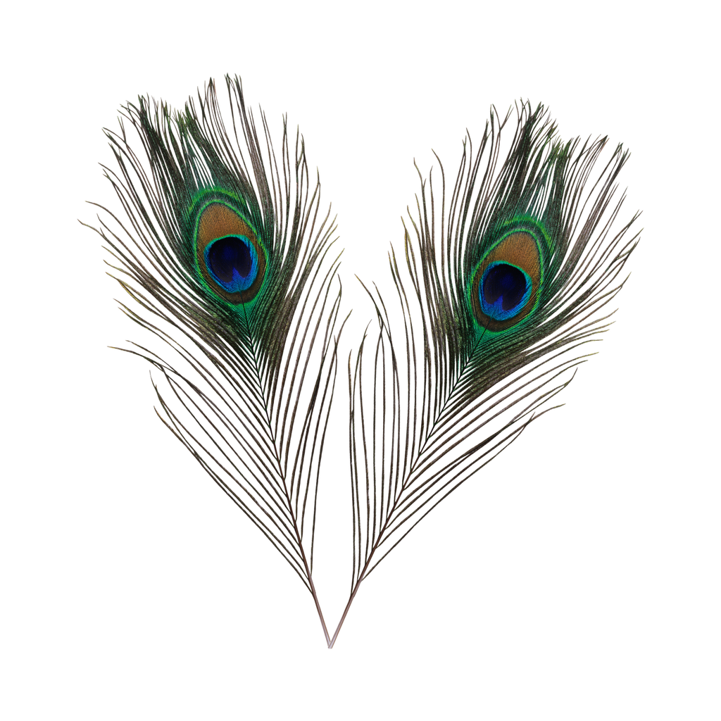 Peacock Feathers - Small