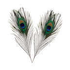 Peacock Feathers - Small