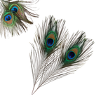 Peacock Feathers - Small