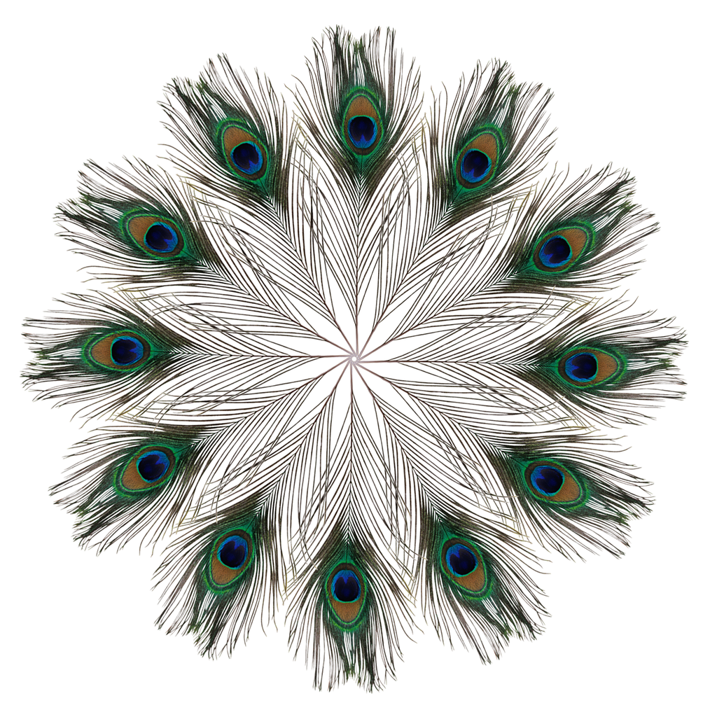 Peacock Feathers - Small