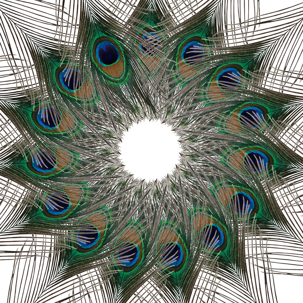 Peacock Feathers - Large