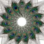 Peacock Feathers - Large