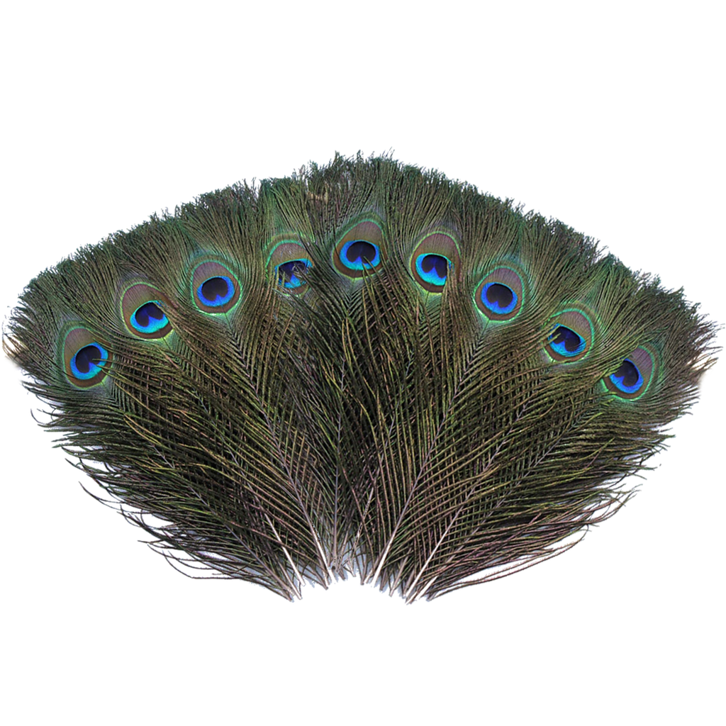 Peacock Feathers - Small