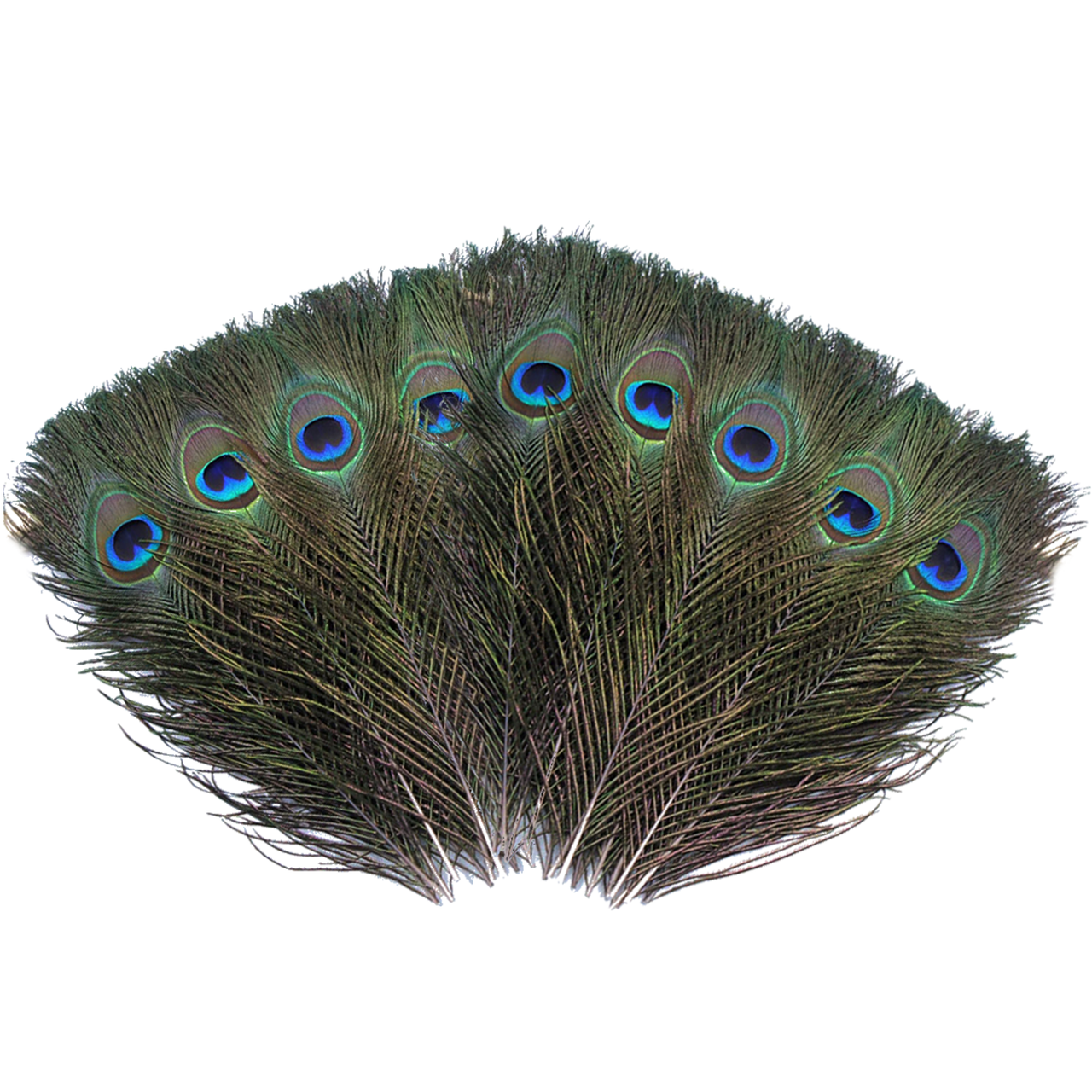Peacock Feathers - Small