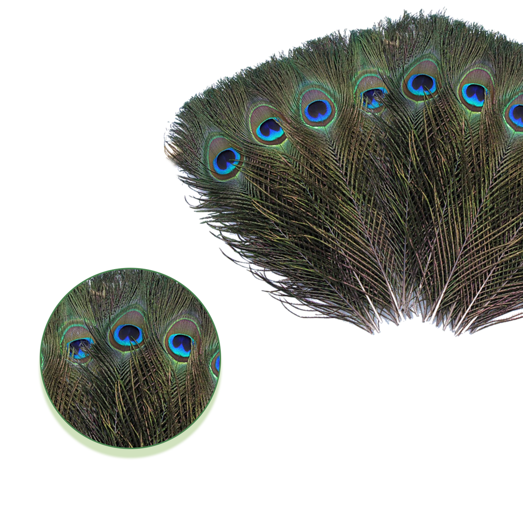 Peacock Feathers - Small