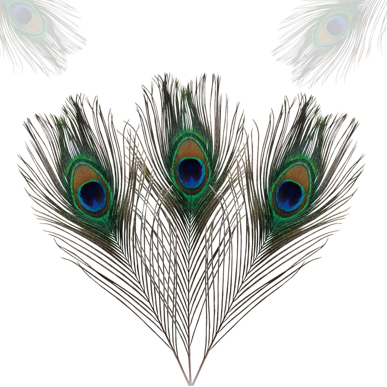 Peacock Feathers - Small